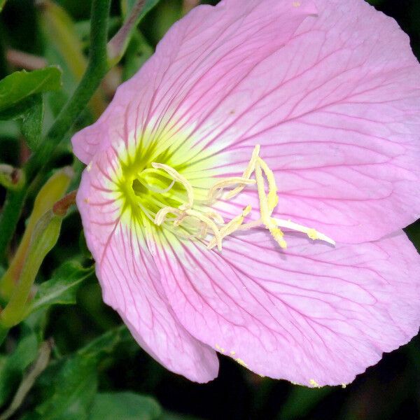 Oenothera speciosa Flower