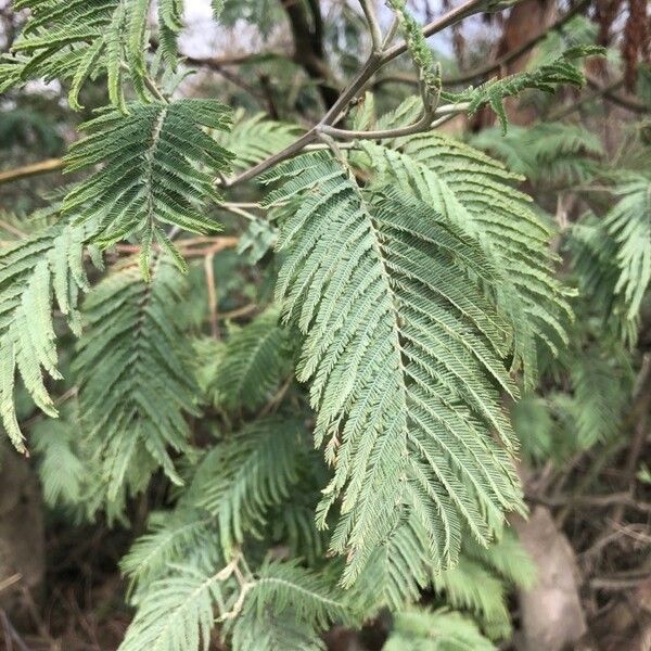 Acacia dealbata Blad