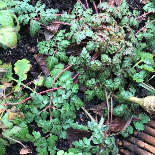 Geranium robertianum Yaprak