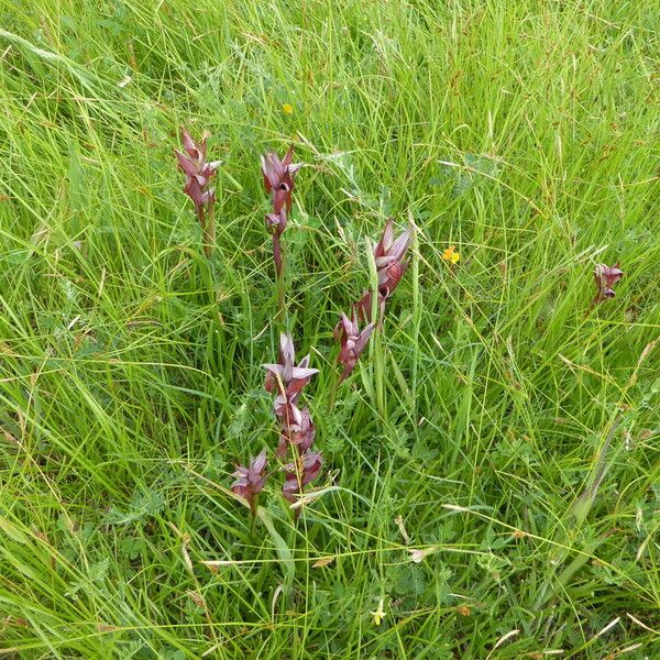 Serapias vomeracea Habit