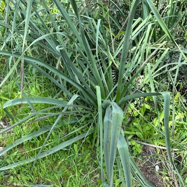 Asphodelus ramosus Leaf