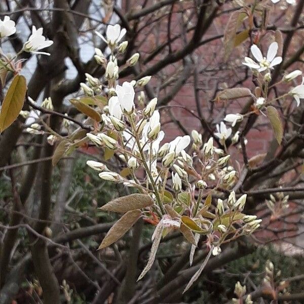 Amelanchier × lamarckii പുഷ്പം