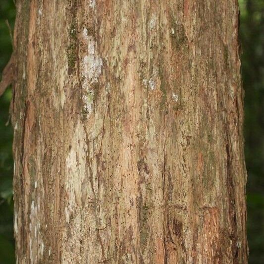 Mouriri crassifolia Bark