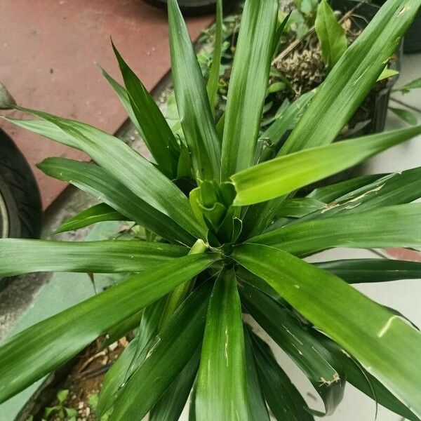 Pandanus amaryllifolius Blad