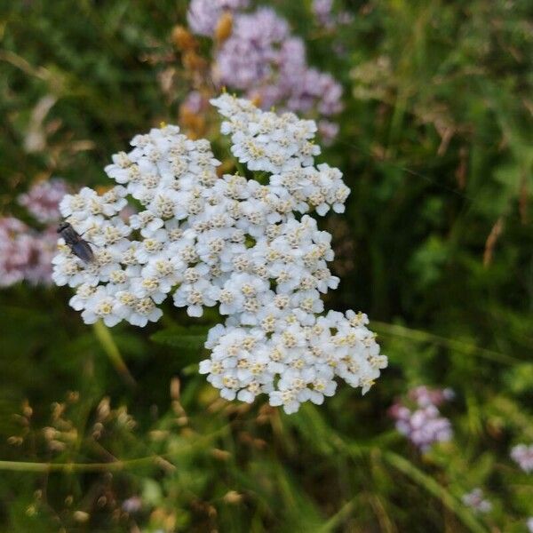 Achillea nobilis Flor