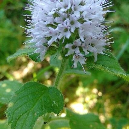 Mentha aquatica Flor