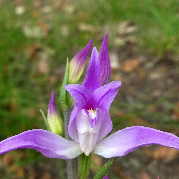 Cephalanthera rubra Květ