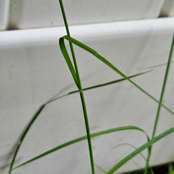 Carex longii Blatt