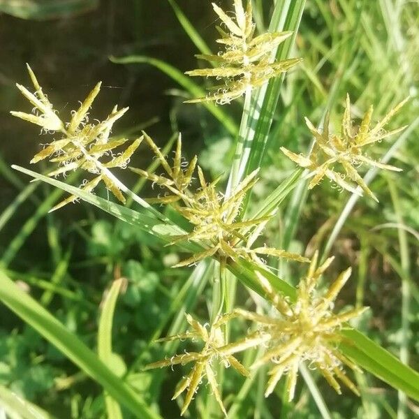 Cyperus esculentus Floare