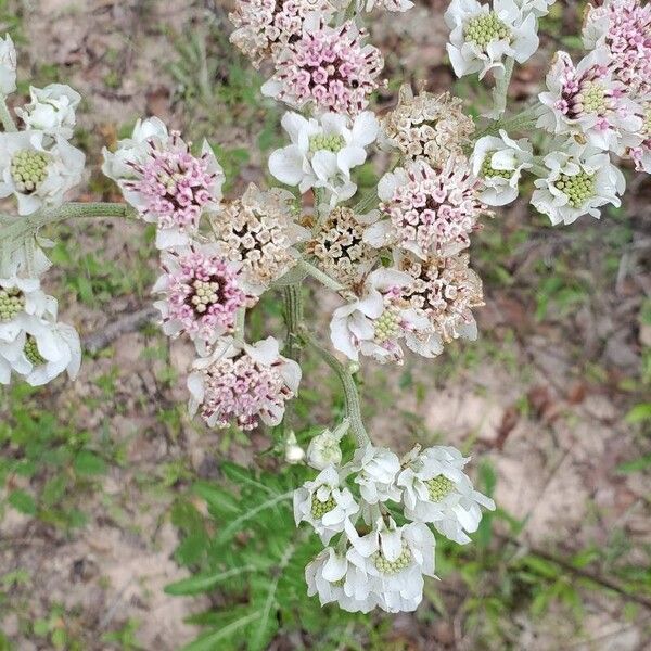 Hymenopappus artemisiifolius Fiore