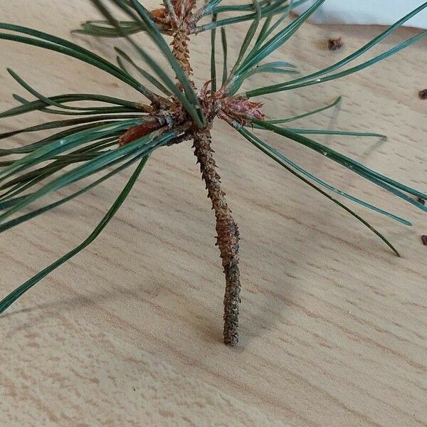 Pinus pinaster 葉