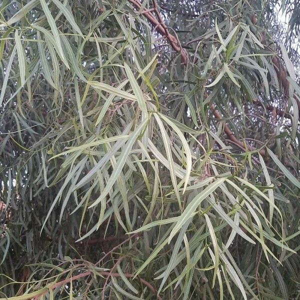 Podocarpus salignus Лист
