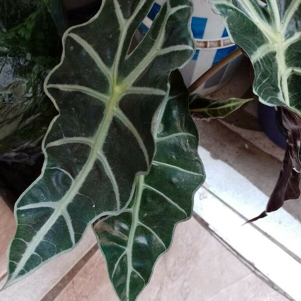 Alocasia sanderiana Ліст