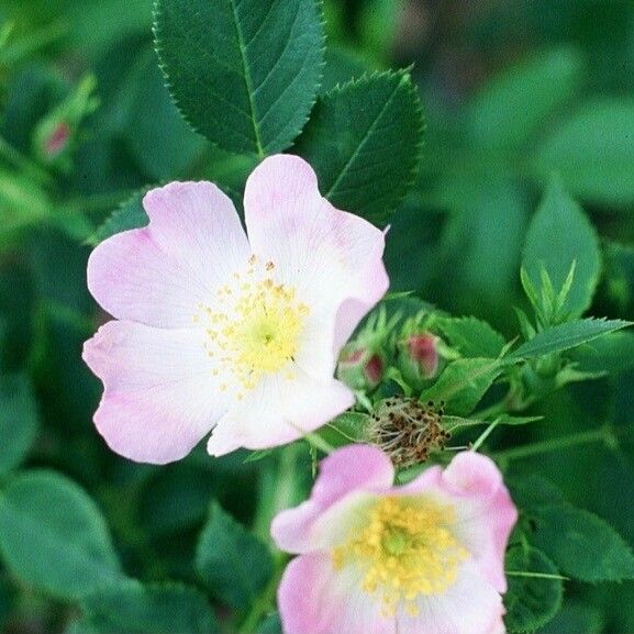 Rosa blanda Fiore