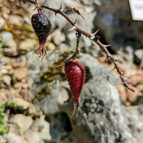 Rosa pulverulenta Fruit