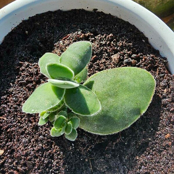 Crassula cotyledonis Blad