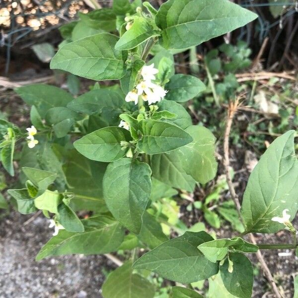 Solanum douglasii Blad