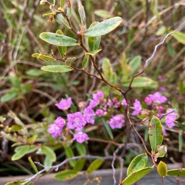 Kalmia polifolia Flower