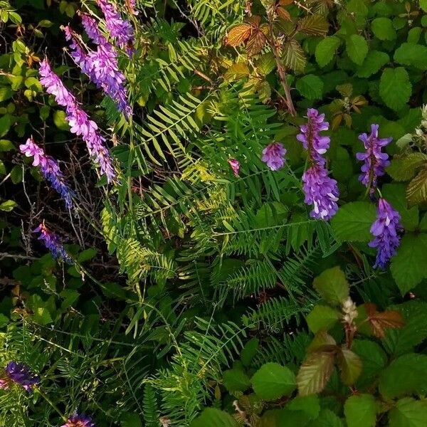 Vicia cracca Hábitos