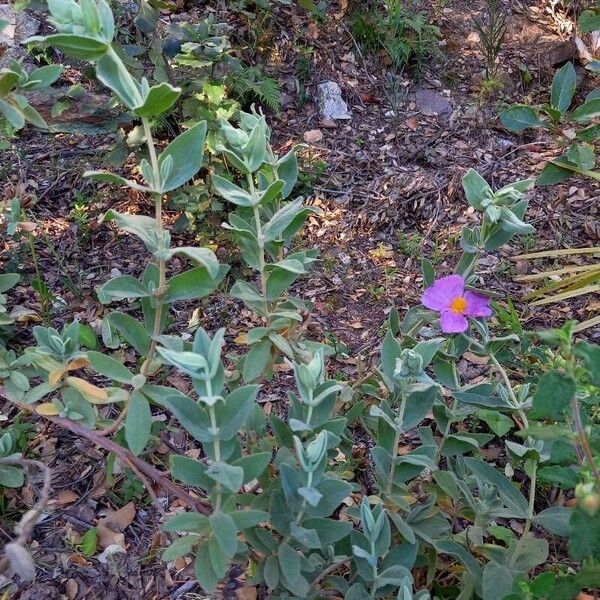 Cistus albidus Habitus