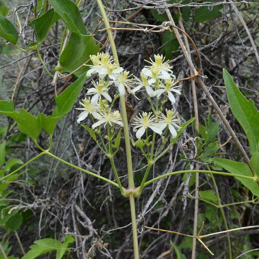 Clematis ligusticifolia Celota