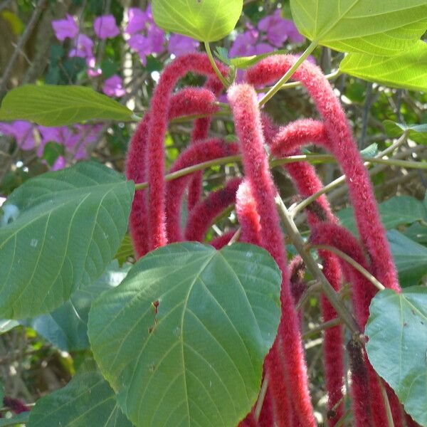 Acalypha hispida പുഷ്പം