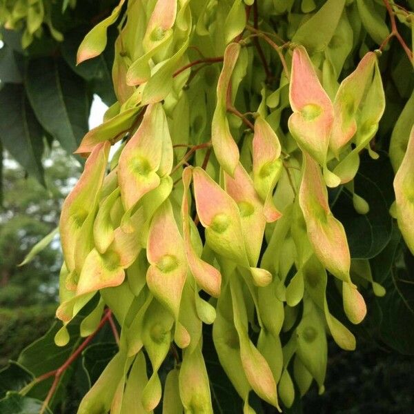 Ailanthus altissima Fruit