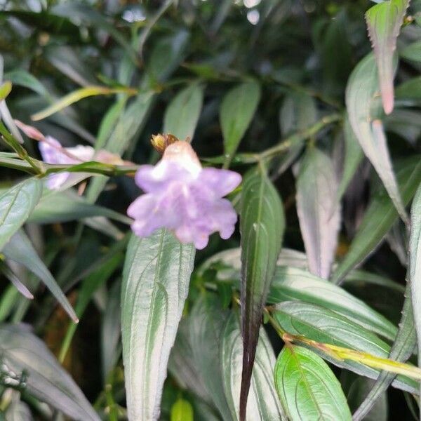 Strobilanthes anisophylla Õis