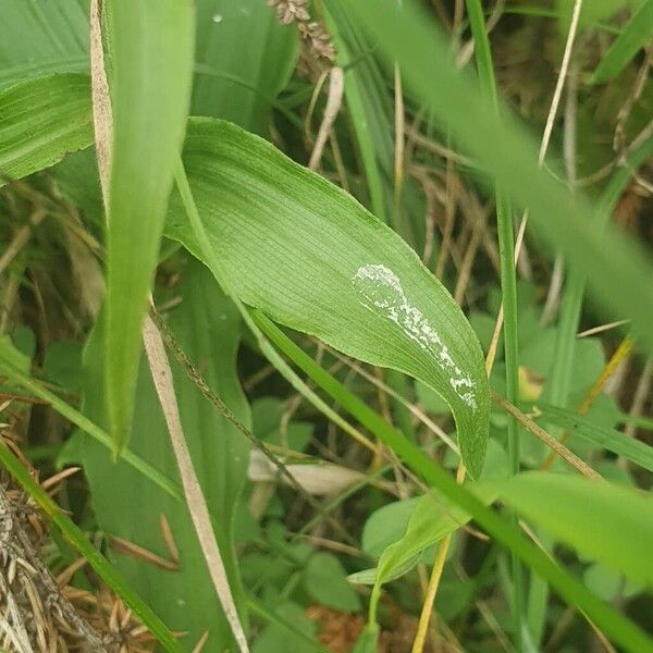 Epipactis muelleri Φύλλο