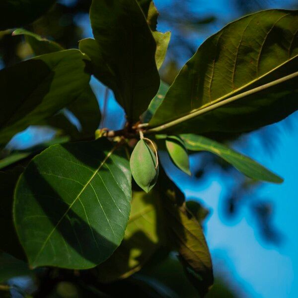 Terminalia catappa Fruto