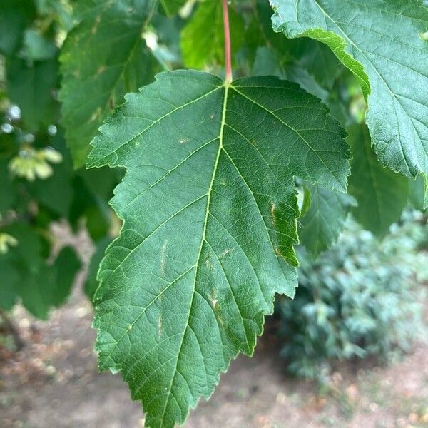 Acer tataricum Fuelha