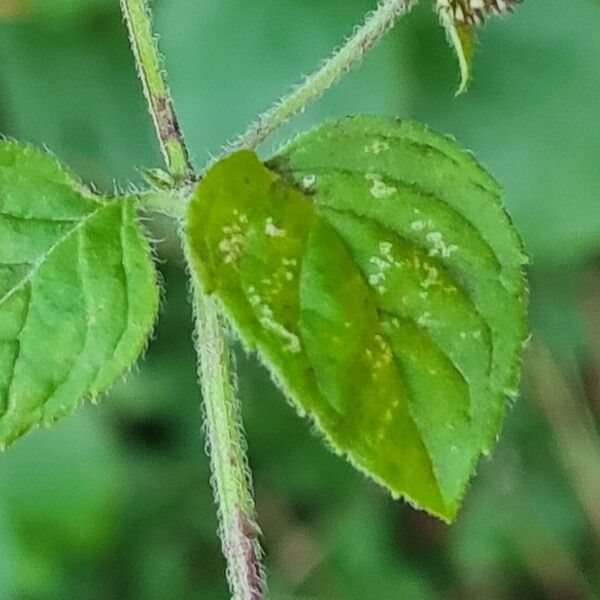 Mentha aquatica List