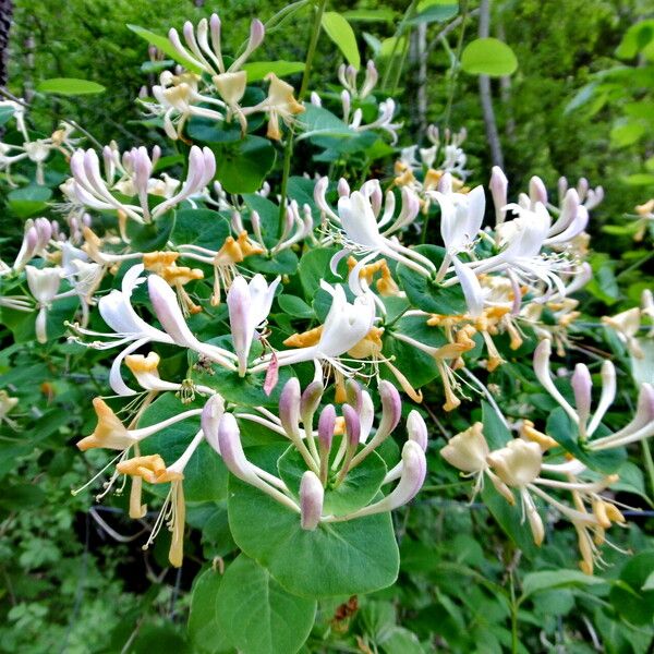 Lonicera caprifolium 花