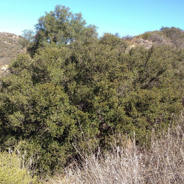 Quercus berberidifolia Habit