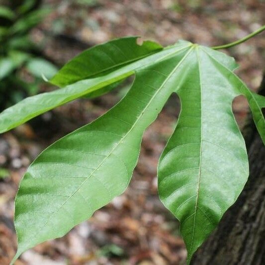 Sterculia kayae برگ