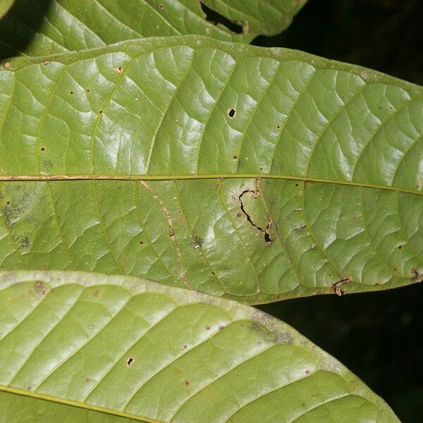 Anaxagorea phaeocarpa Leaf