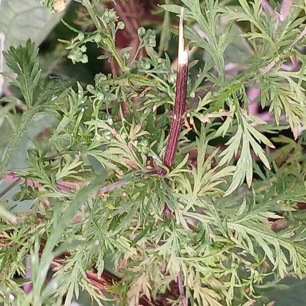 Artemisia annua Folha