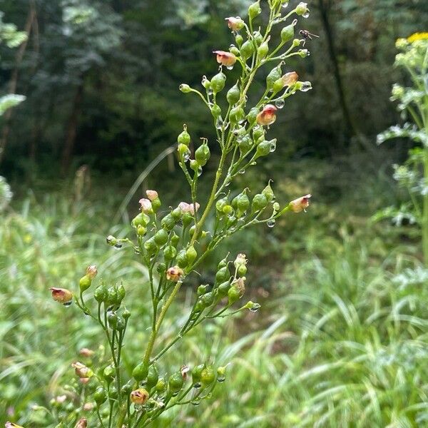 Scrophularia nodosa Fruit