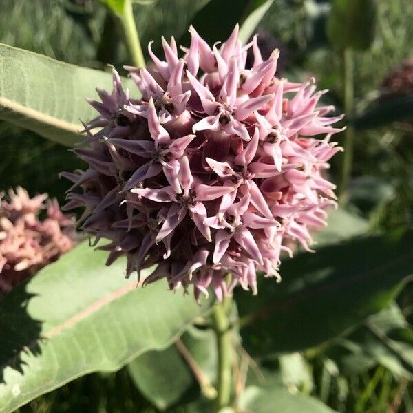 Asclepias speciosa Blüte