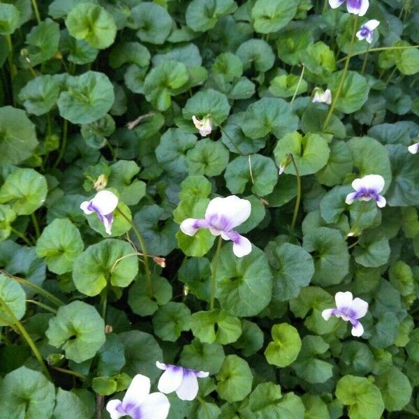 Viola hederacea Květ