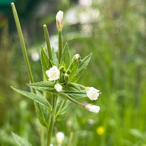 Epilobium roseum Flower