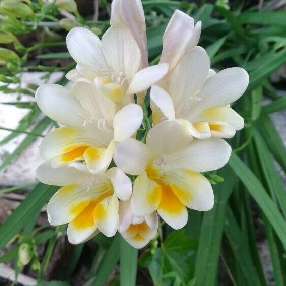 Freesia leichtlinii Blüte