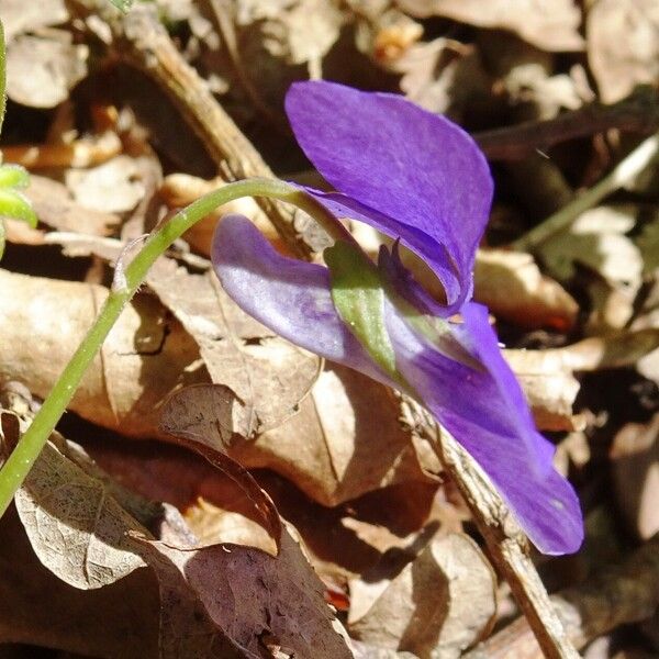 Viola canina Floro