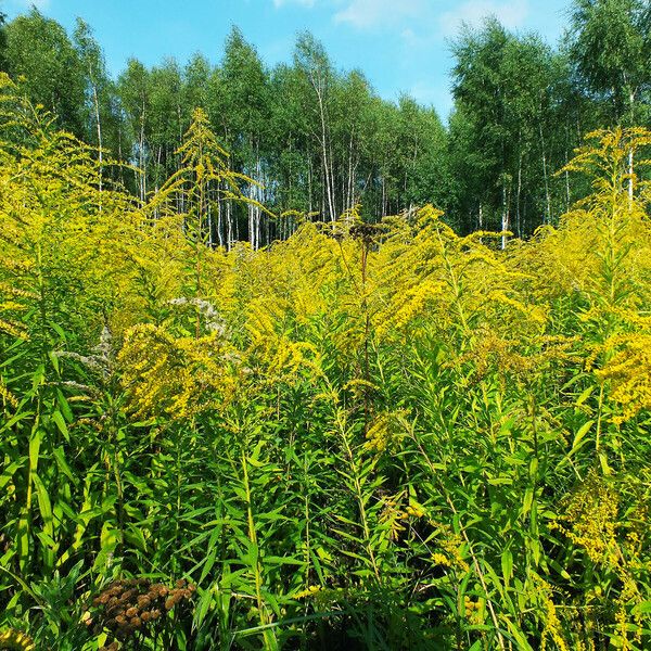 Solidago canadensis Hoja