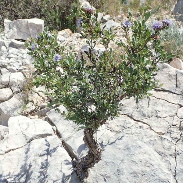 Globularia alypum 整株植物