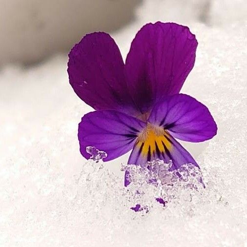 Viola tricolor Λουλούδι
