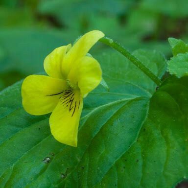 Viola sempervirens Цветок