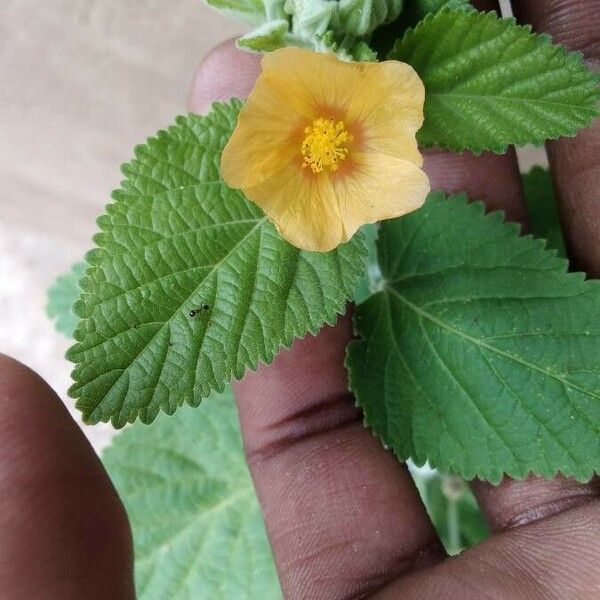 Sida cordifolia 葉