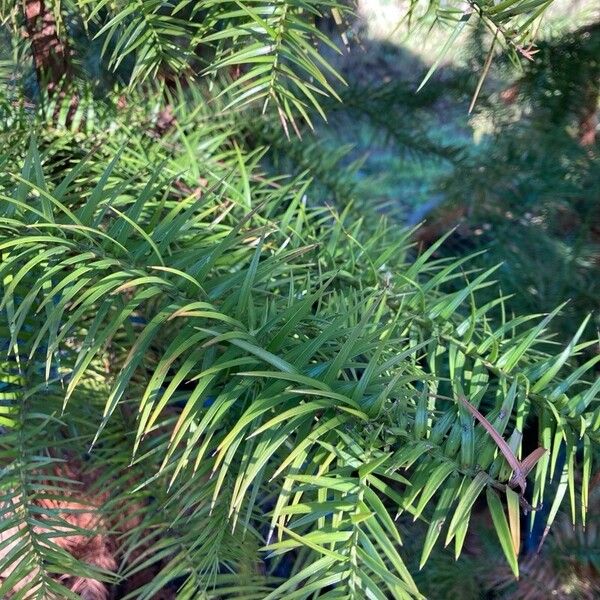 Cunninghamia lanceolata Foglia