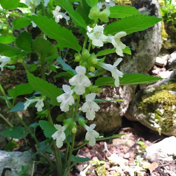 Melittis melissophyllum Fleur